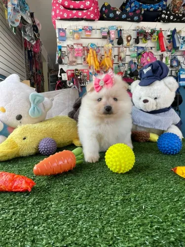 Spitz alemão disponível para mais informações