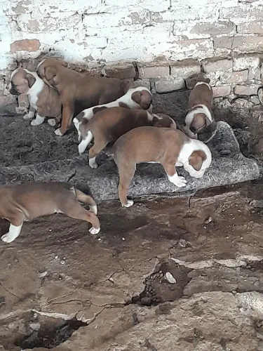 Vende-se cachorro Box