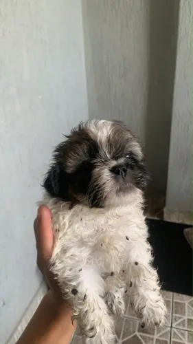 Vendo shitszu fêmea