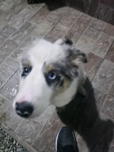 Filhote de Border Collie Fêmea - Blue Merle