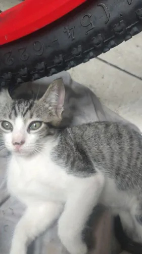 Filhotes de gato 2 meses doação responsável 