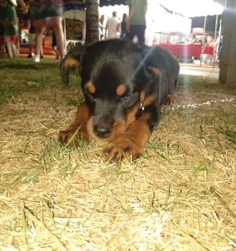 Rottweiler Fêmea 