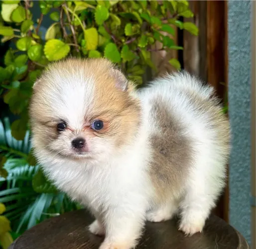 Spitz alemão Filhote ! Amor e carinho garantido- Pedigree e microchip 