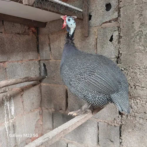 Galinha angola 