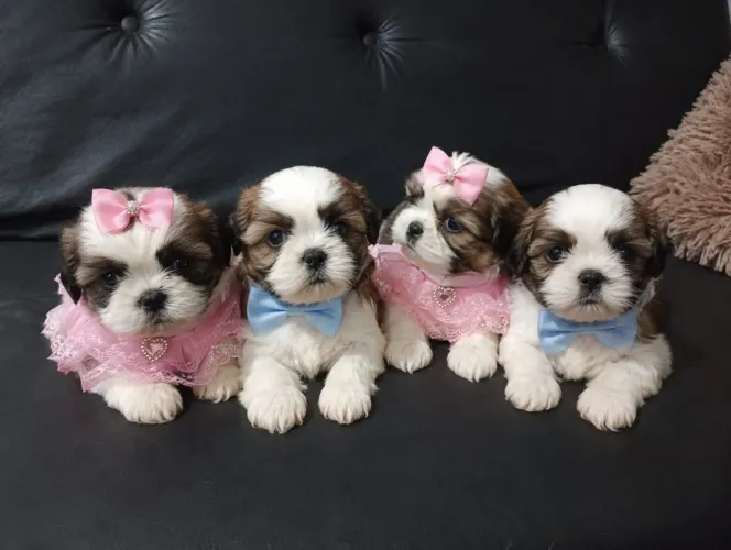 Lindos filhotes Shih Tzu  faça  suas reservas