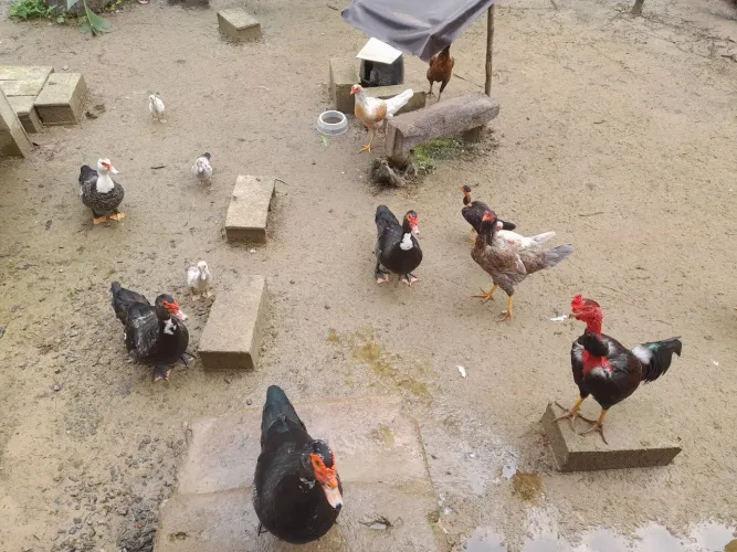 Pintinhos patinhos franguinhas frango galinha galo