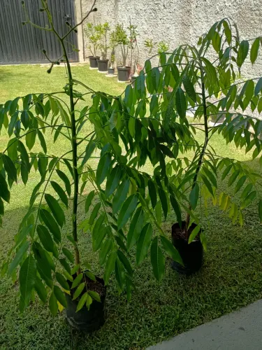 Cajarana híbrida anão