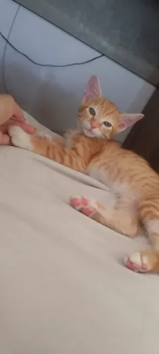 Doando gato laranjinha macho 