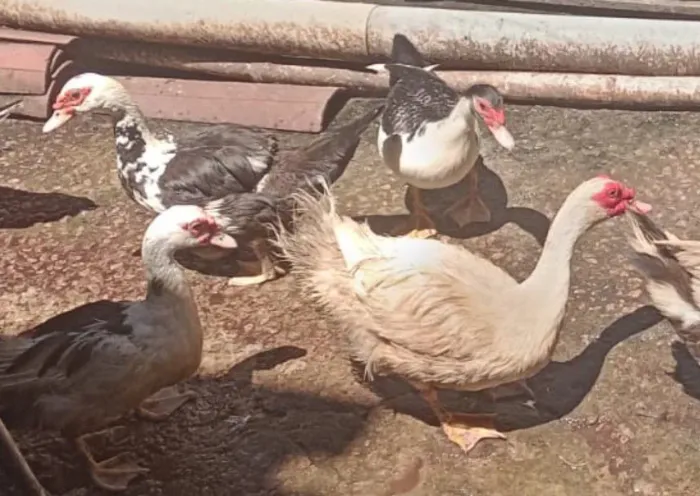 Patos e patas a venda