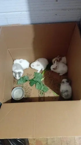 Minis coelhos lindos e saudáveis