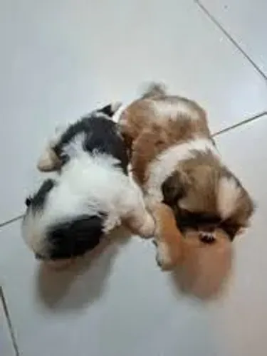 Shih tzu macho e femea raça pura miniatura
