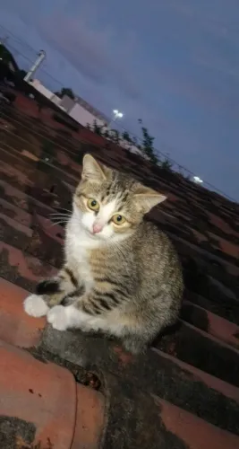 Gatos para adoção