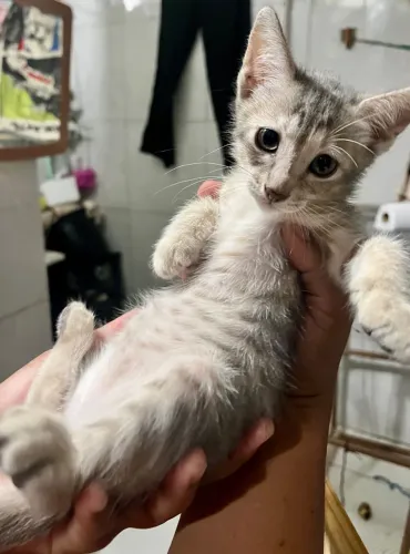 ADOÇÃO DE GATINHOS