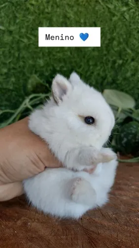Netherland dwarf "coelho anão" 