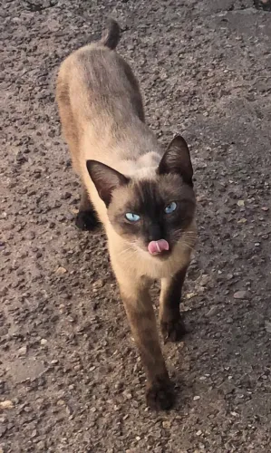 LINDOS GATINHOS PARA ADOÇÃO