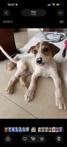 Cachorro porte pequeno macho dócil!