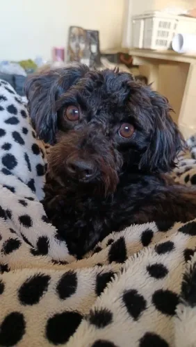 Poodle Toy Macho adulto castrado 