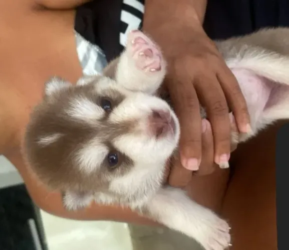 Cachorros Husky Siberiano