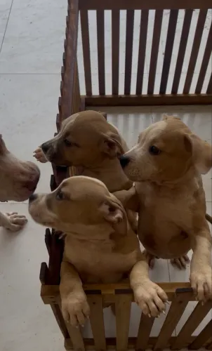 Filhotes de American bully X Pit Bull