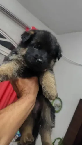 Filhote Spitz Alemão, Seu novo amigo fiel está esperando por você!
