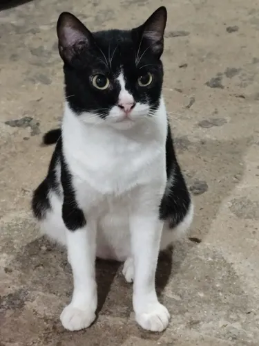 Gato macho para doação 