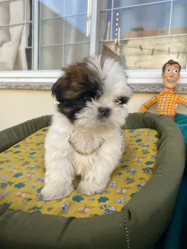 Filhote shih tzu