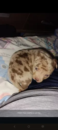 Pit Monster 