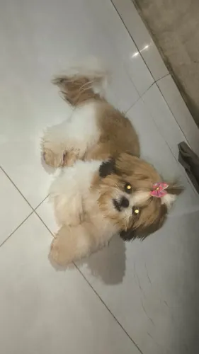 Vendo cachorrinha 1000 da raça shin Tzu, tomou todas as vacinas tem 5meses fêmea