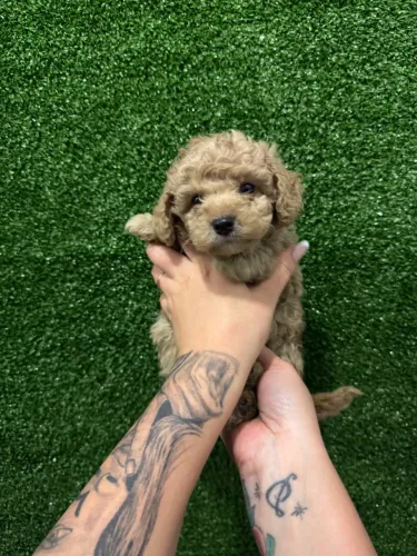 Poodle Toy entregamos hoje mesmo 