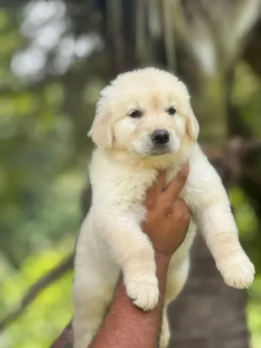 Golden Retriever | Restam poucos ! Garanta a sua reserva pelo WhatsApp