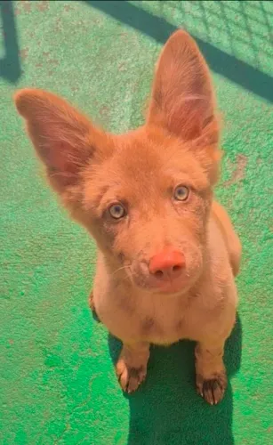 Animais