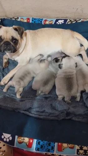 Filhotes de Pug macho 