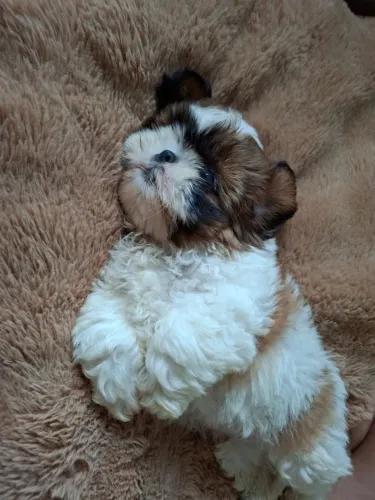 Filhote de shih Tzu macho 