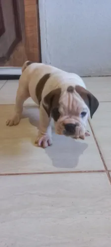 Filhotes de buldog