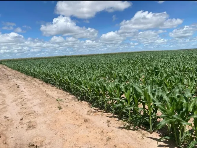 Fazenda Produtiva à Venda - Satiro Dias