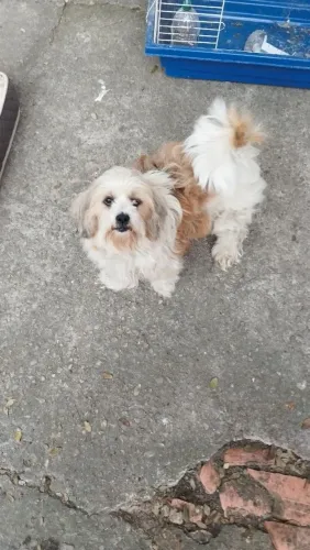 Vende-se Lhasa Apso fêmea, está cio para cruzar.