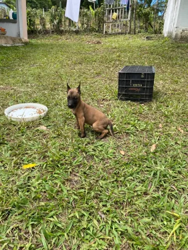 Vendo filhotes de pastor de malinois (belga)
