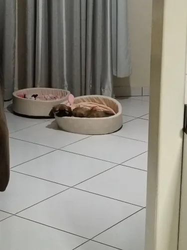 Filhote de pequinês fêmea