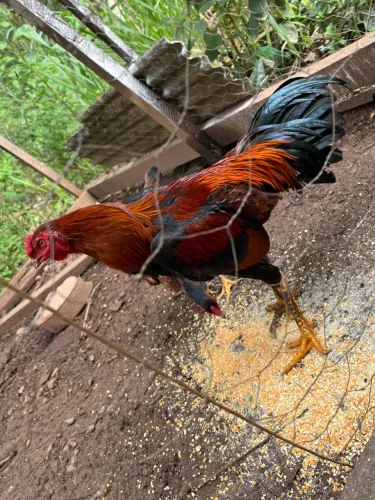 Galo índio