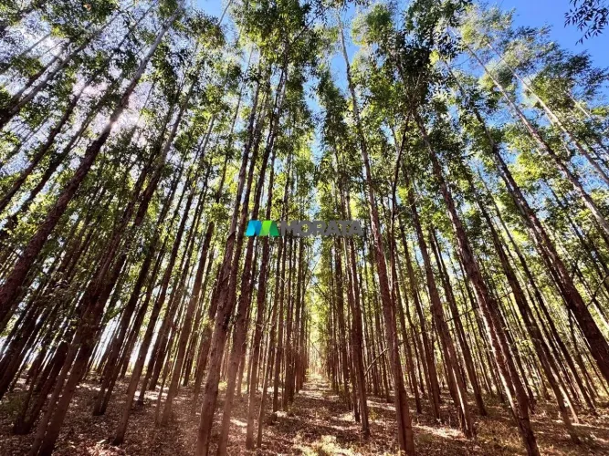 FAZENDA À VENDA - 1.350 HECTARES - CORINTO (MG)