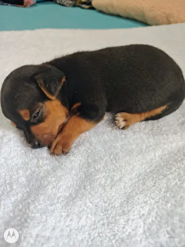 Lindos filhotes de Pinscher 0