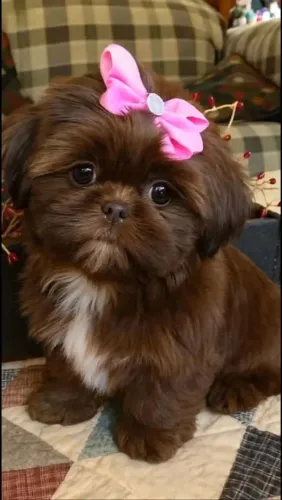 Shih Tzu Canil com filhotes saudáveis e bem cuidados