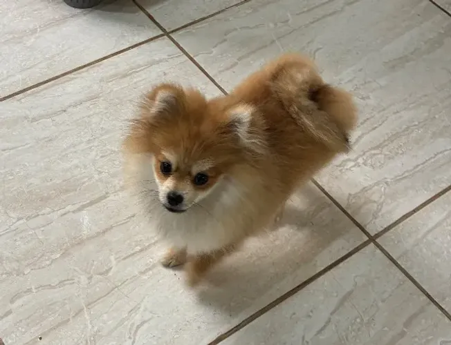 Lulu da pomerânia, micro. Machinho. 