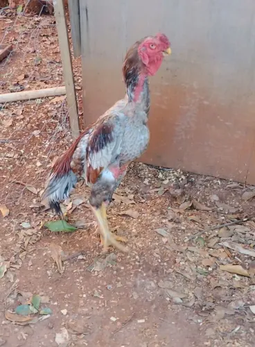 Galo barbela de boi 