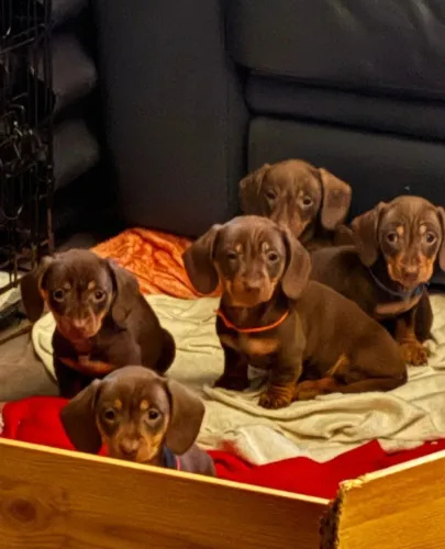Baby dachshund/teckel/basset/salsicha/cofap excelente temperamento dócil