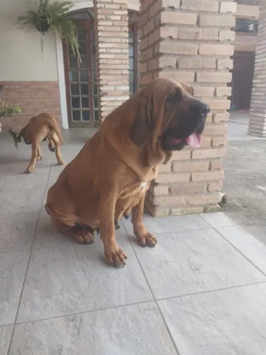 Fila brasileiro