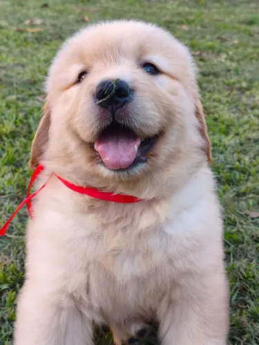 Lindos filhotes Golden Retriever disponível 