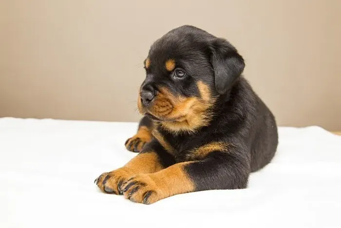 Rottweiler Filhote Uma Companhia Para Construir Grandes Memórias
