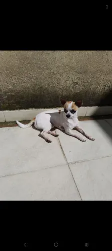 Chihuahua