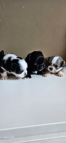 V/T filhote de lhasa apso